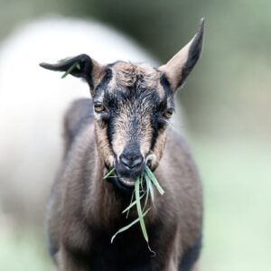 FROMAGES DE BREBIS & CHEVRE