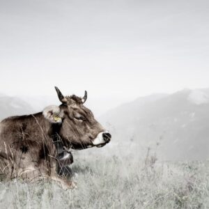 Raclette Liddes, Bagnes 4