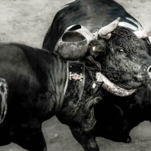 Brunette & Frimousse.